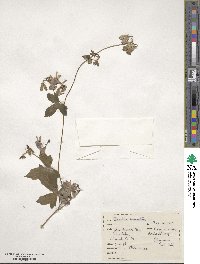 Aconitum uncinatum image