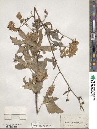 Aconitum uncinatum image