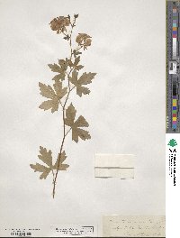 Aconitum uncinatum image