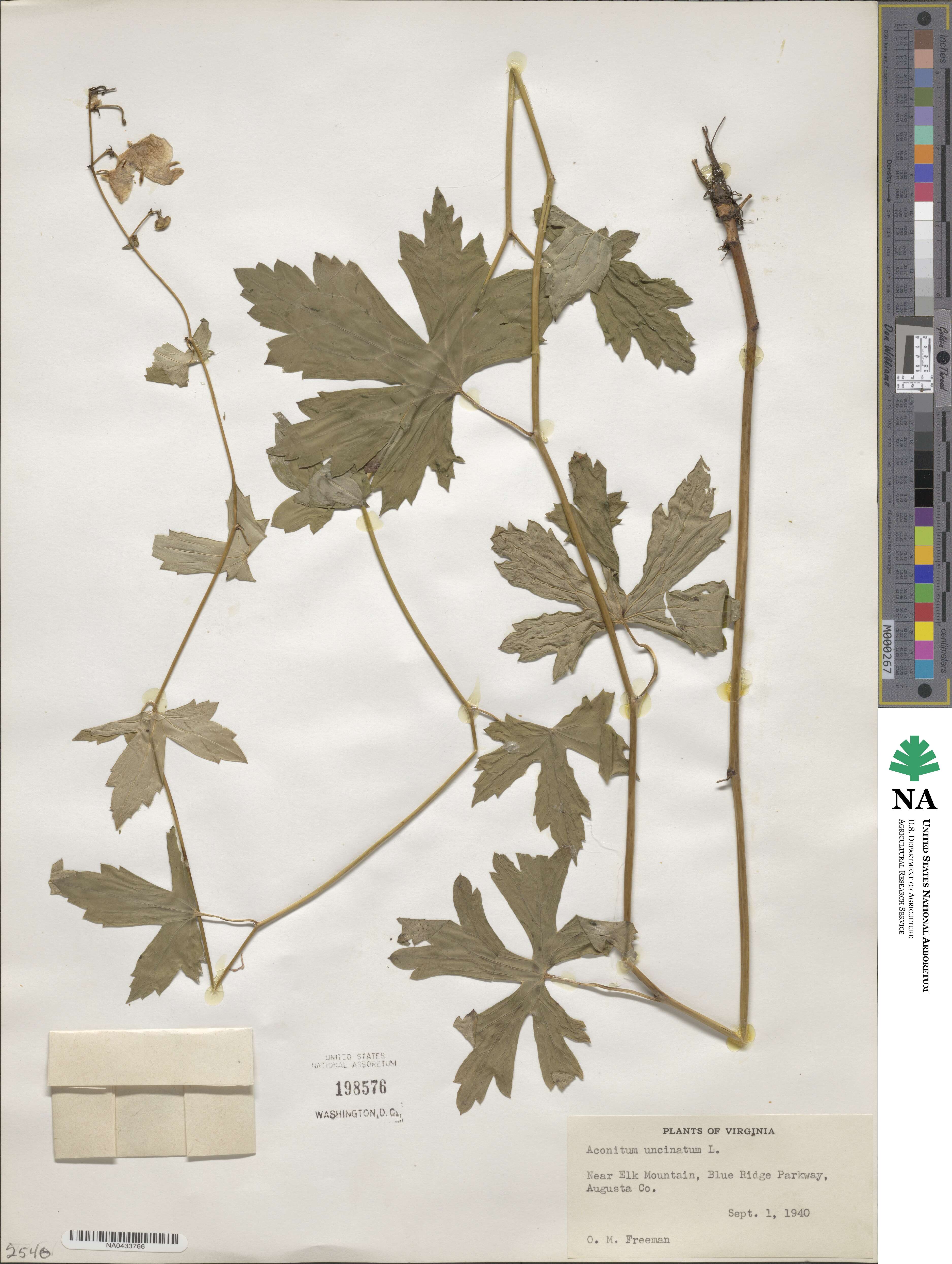 Aconitum uncinatum image