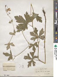 Aconitum uncinatum image