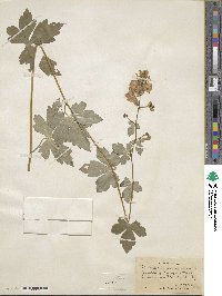 Aconitum uncinatum image