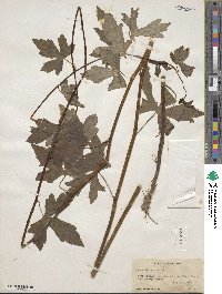 Aconitum uncinatum image