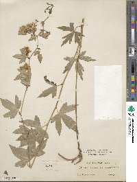 Aconitum uncinatum image