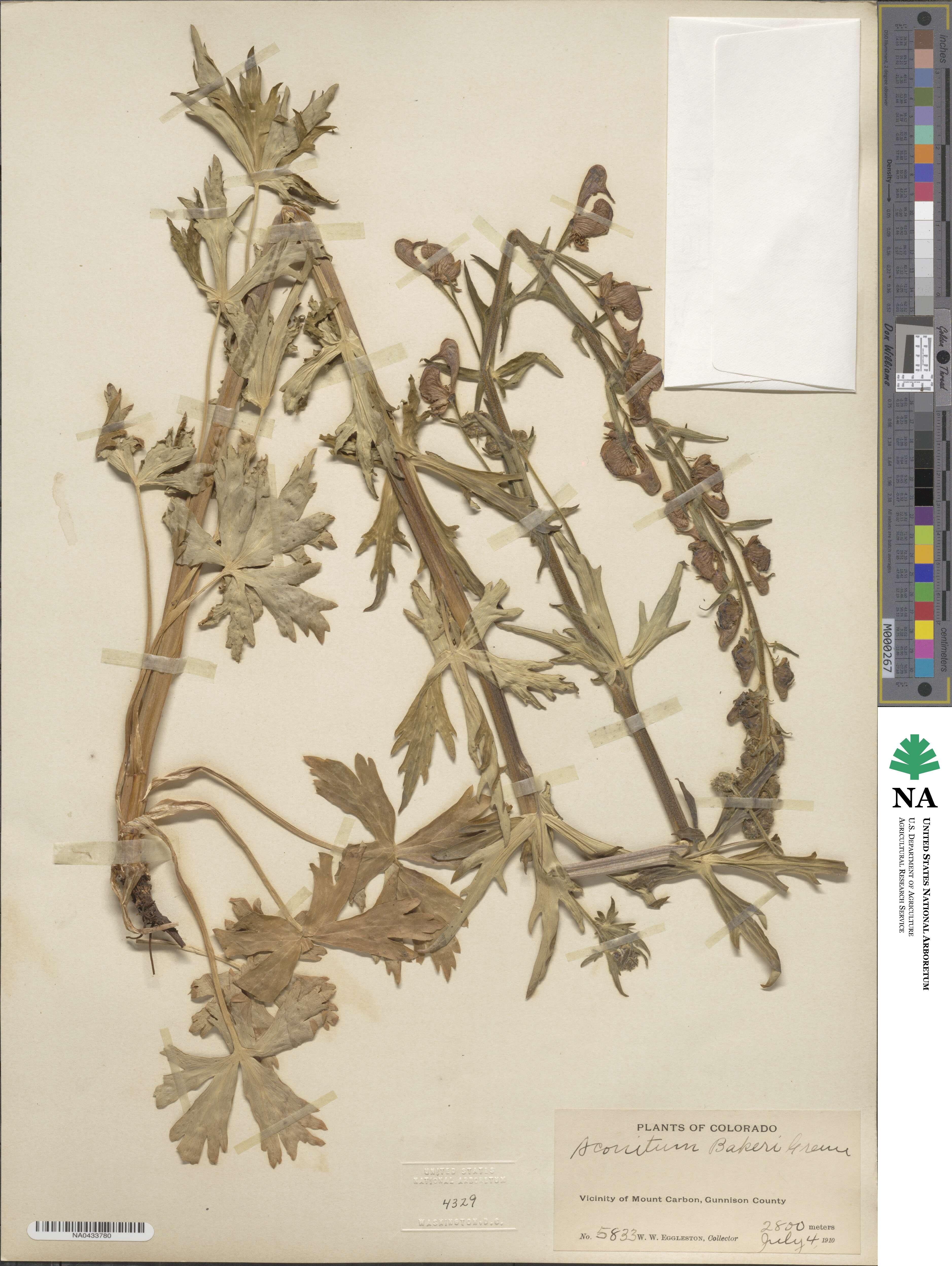 Aconitum columbianum subsp. columbianum image