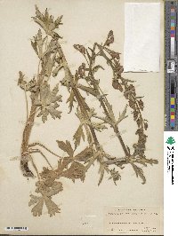 Aconitum columbianum image