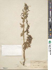 Aconitum columbianum image