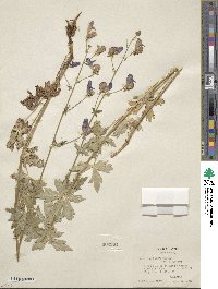 Aconitum columbianum image