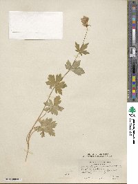 Aconitum columbianum image