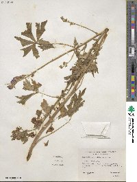 Aconitum columbianum image