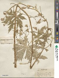 Aconitum columbianum image