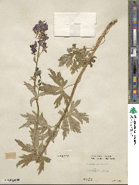 Aconitum columbianum image