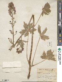 Aconitum columbianum image