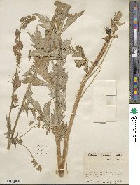 Aconitum columbianum image