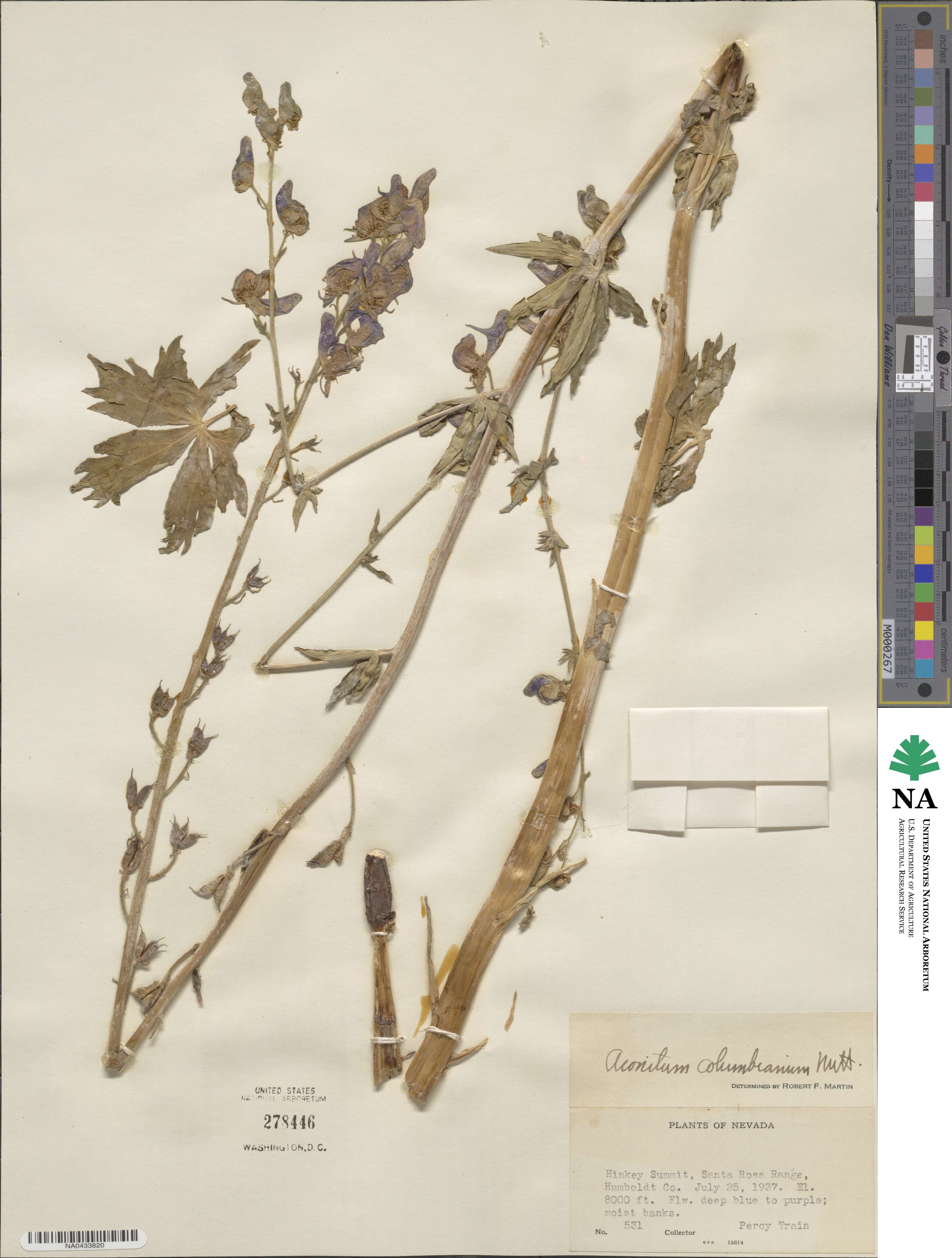 Aconitum columbianum image