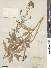 Aconitum columbianum image