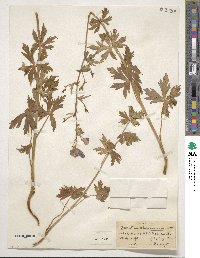 Aconitum columbianum image