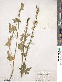 Aconitum columbianum image