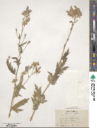 Aconitum columbianum image