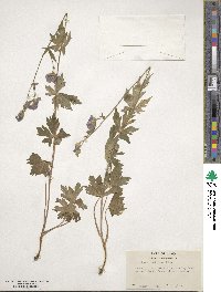 Aconitum columbianum image