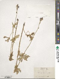 Aconitum columbianum image