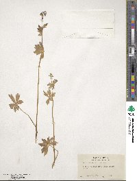 Aconitum columbianum image