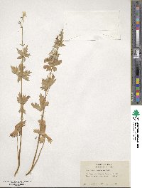 Aconitum columbianum image