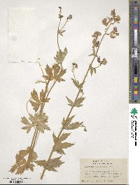 Aconitum columbianum image