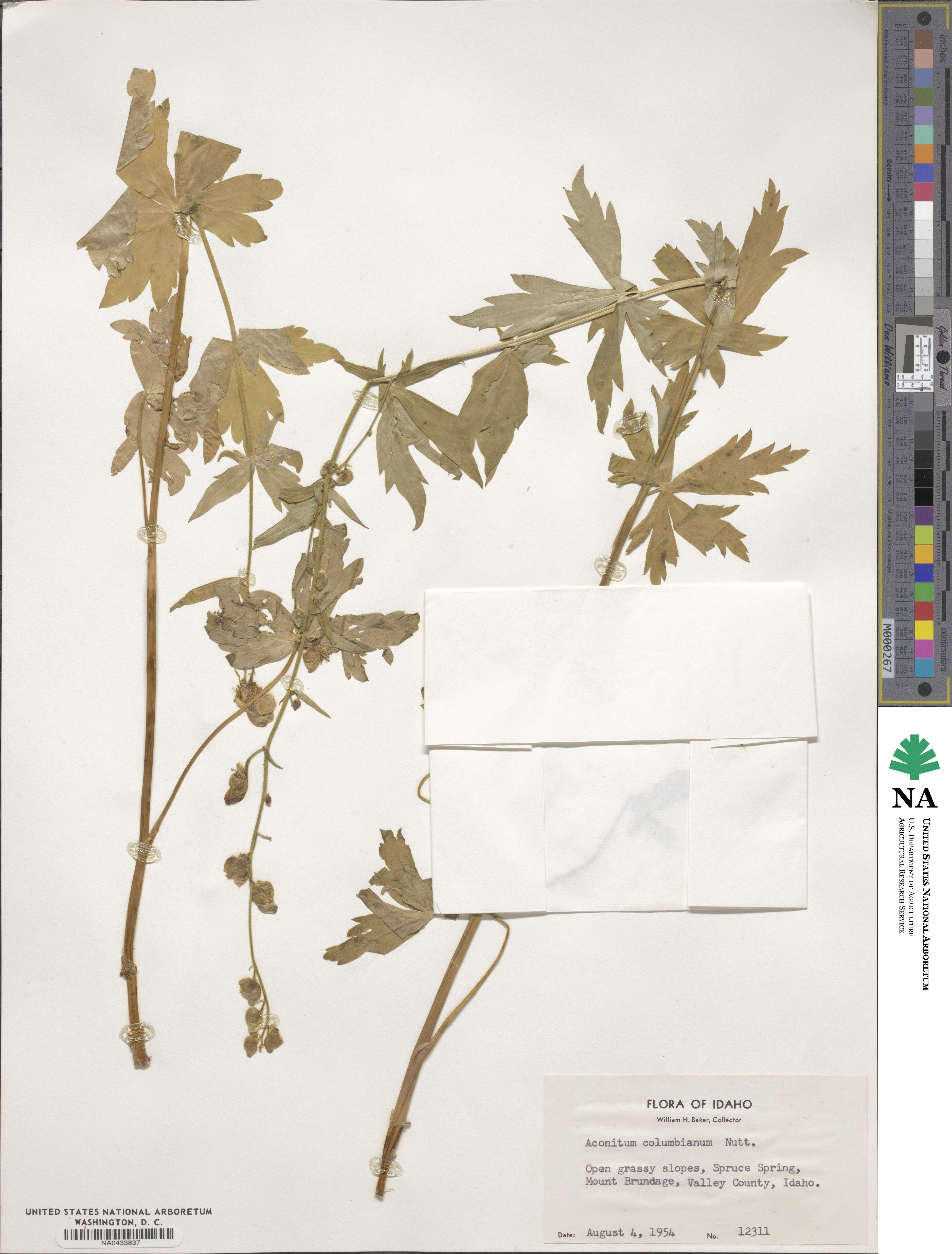 Aconitum image