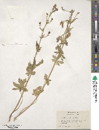 Aconitum columbianum image