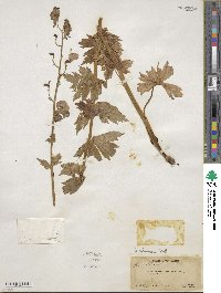 Aconitum columbianum image