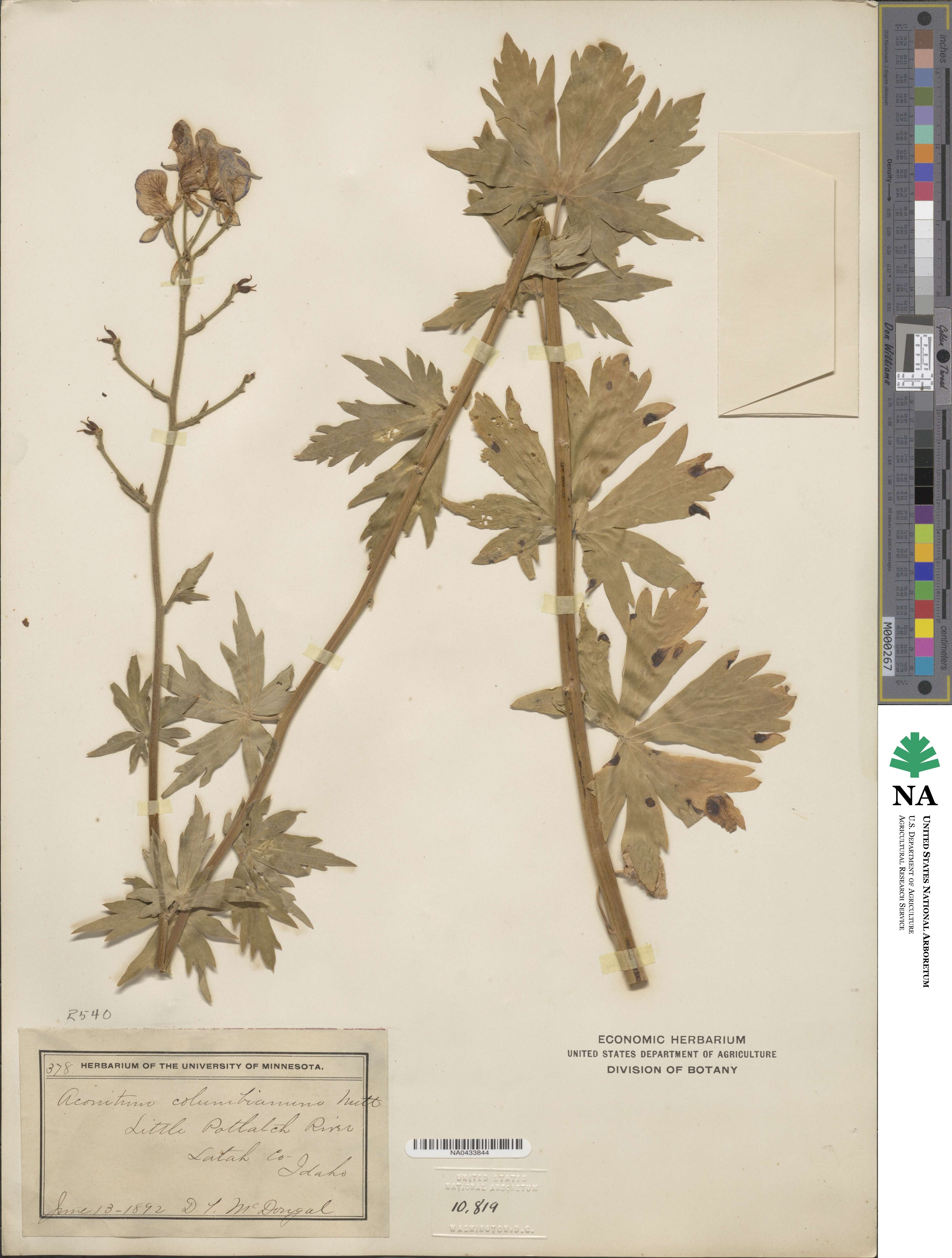 Aconitum columbianum image