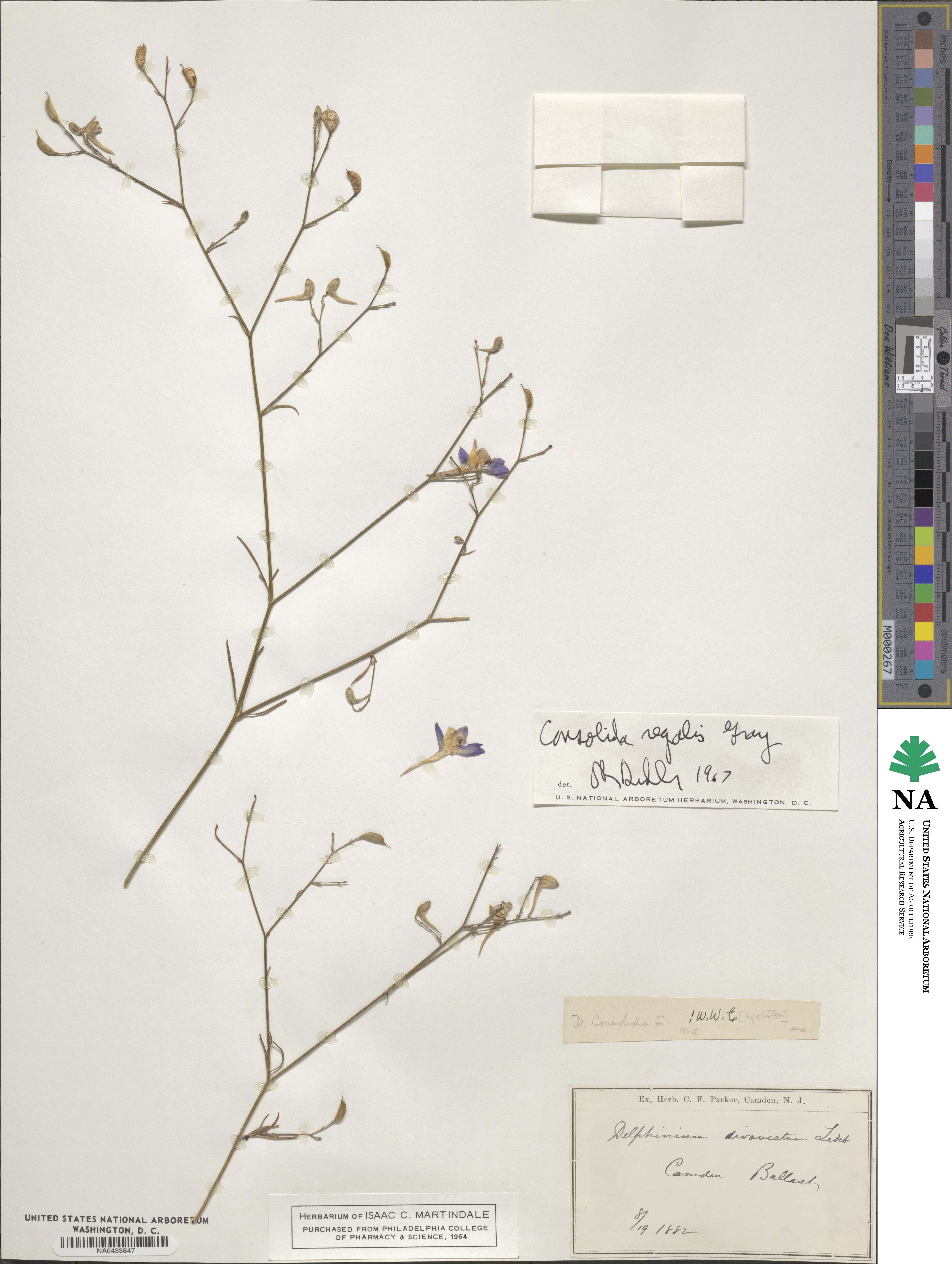Delphinium consolida image