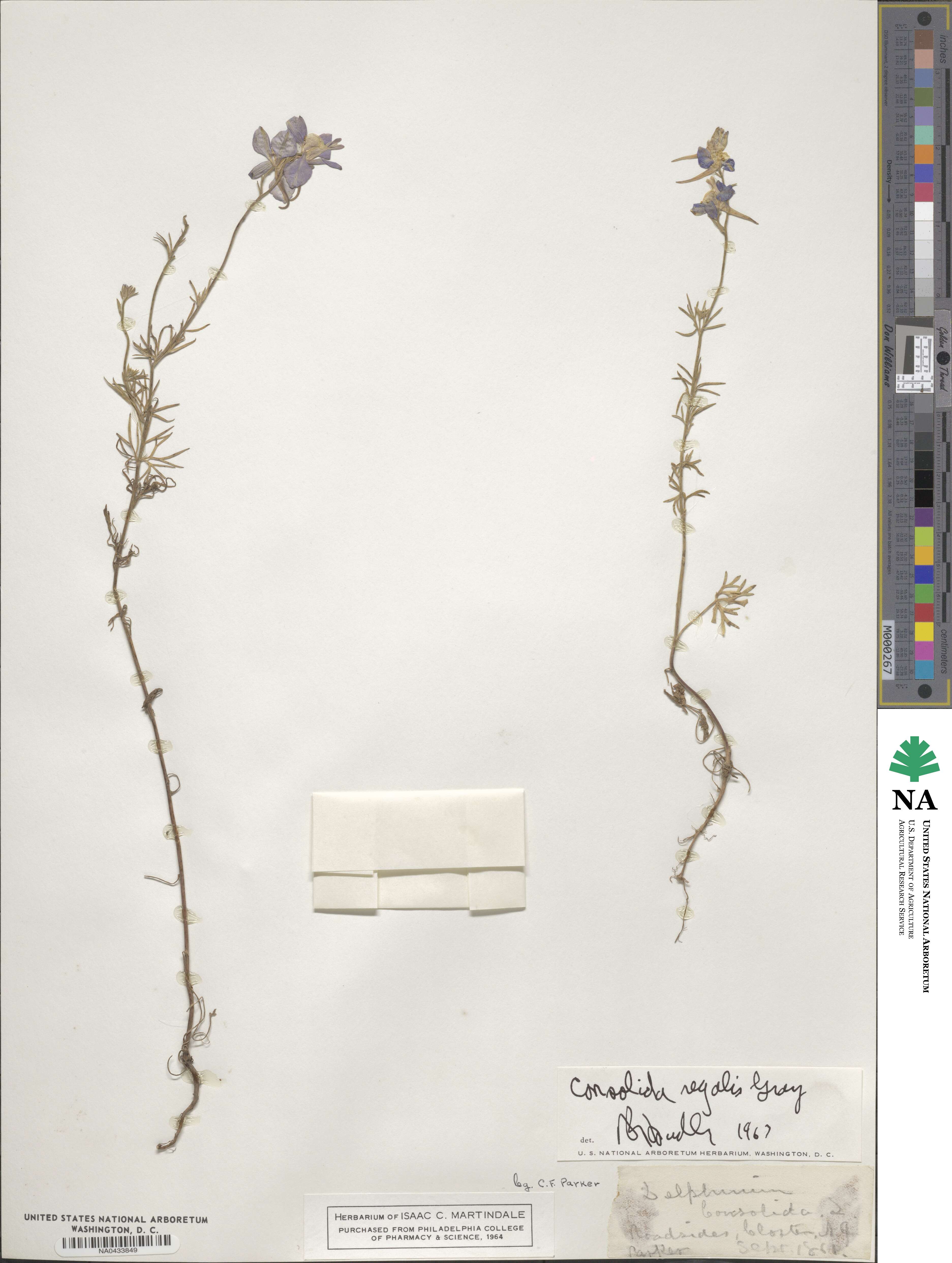 Delphinium consolida subsp. consolida image