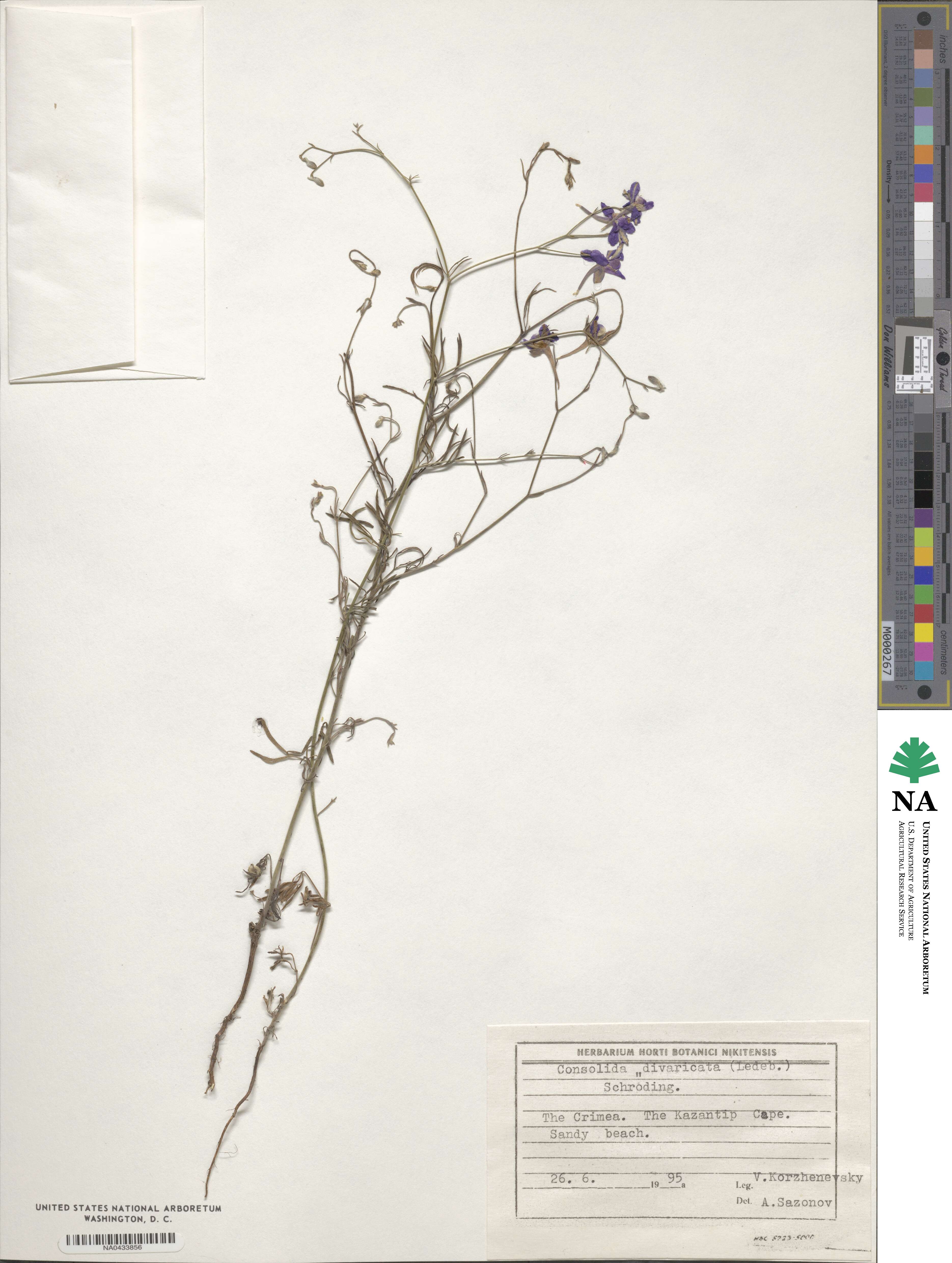 Delphinium consolida subsp. divaricatum image