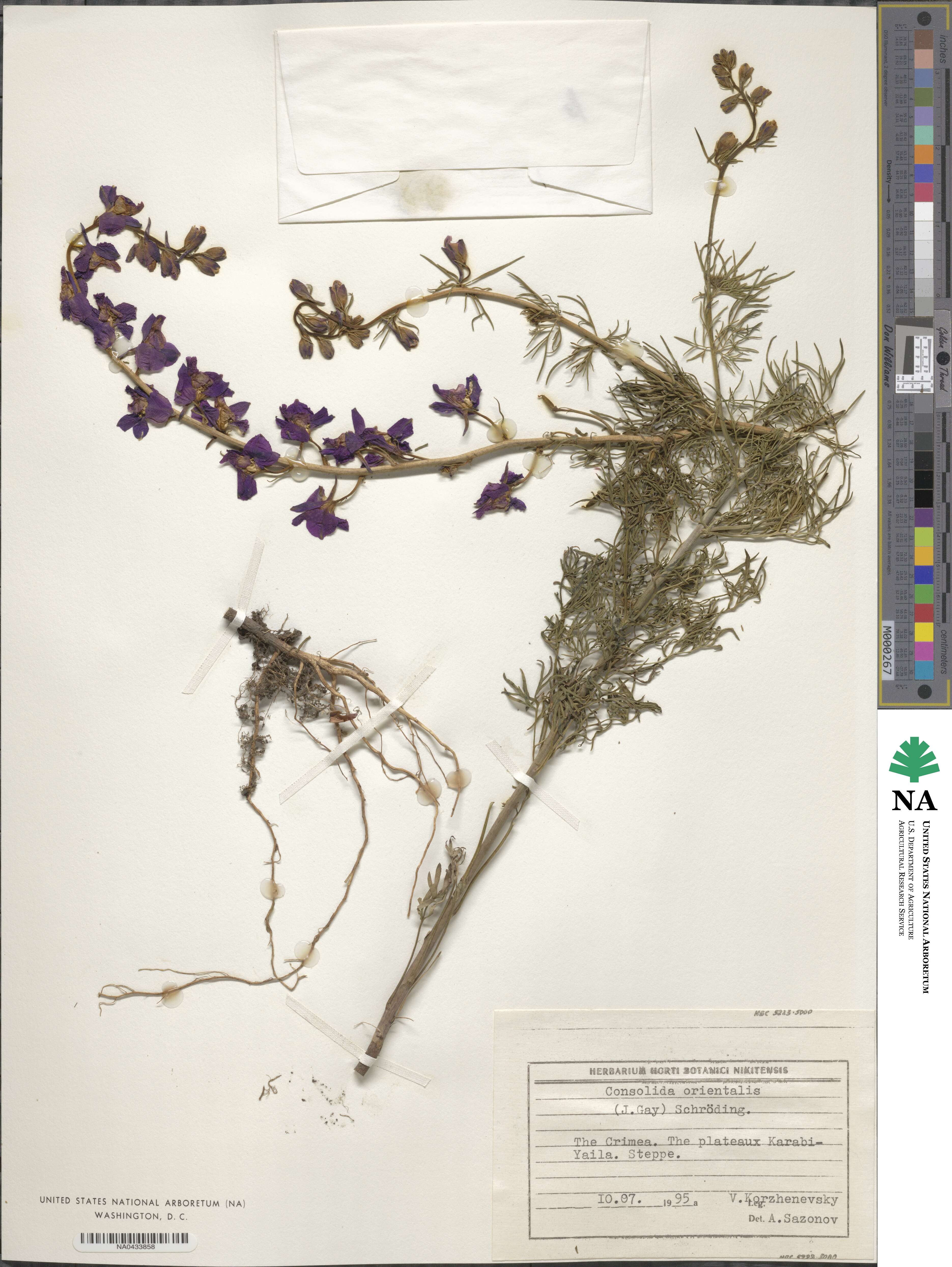 Delphinium ajacis image