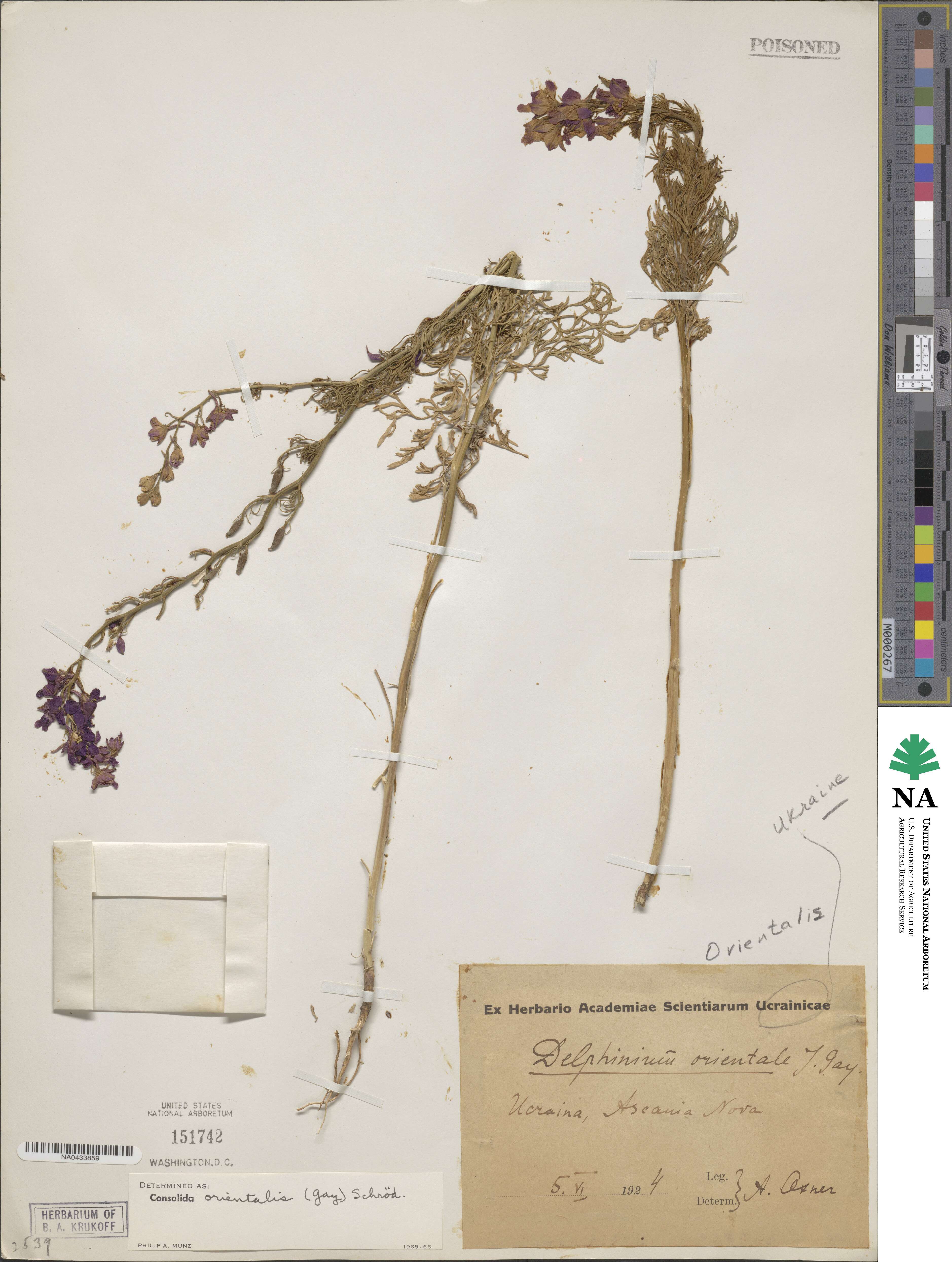 Delphinium ajacis image