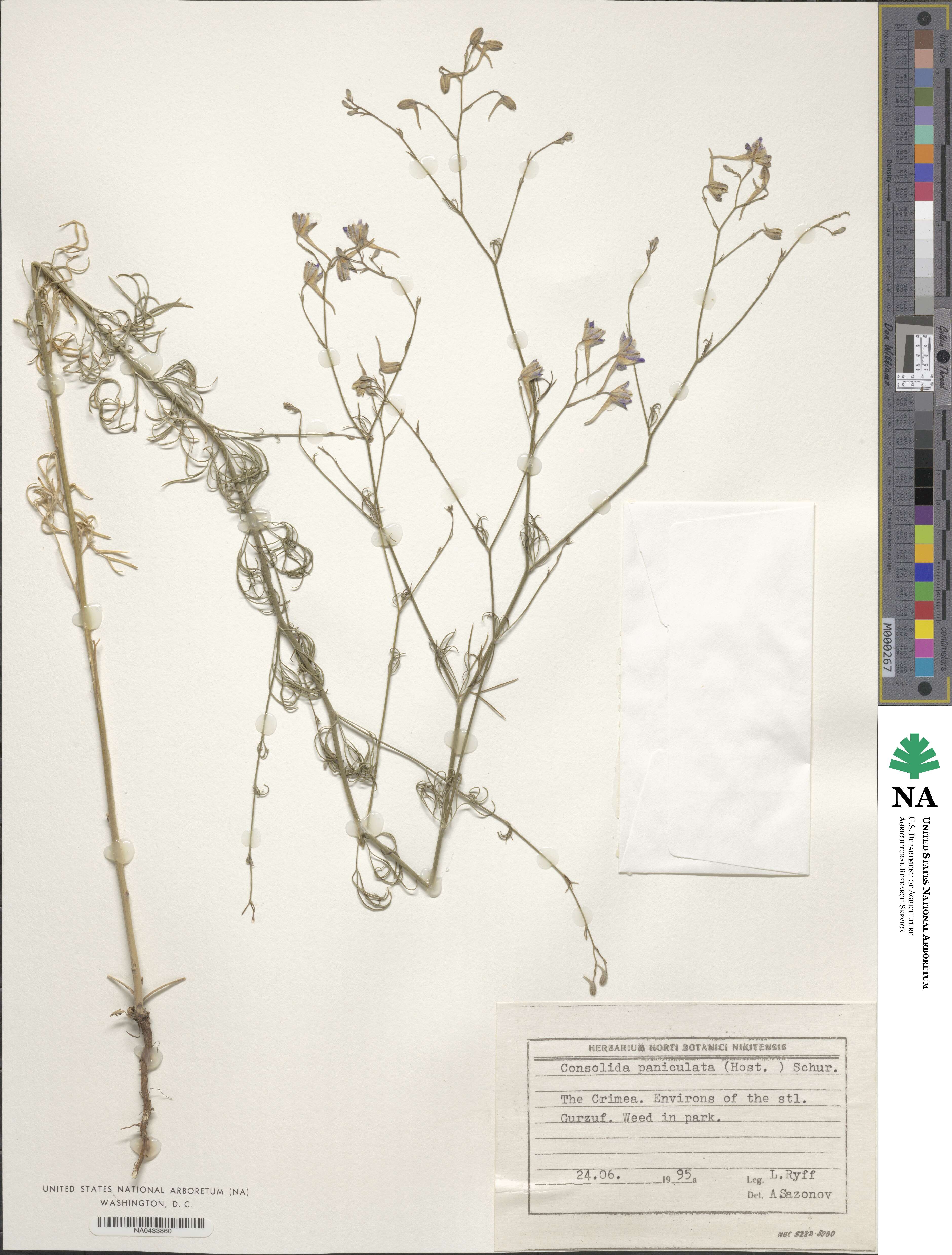 Delphinium consolida subsp. paniculatum image