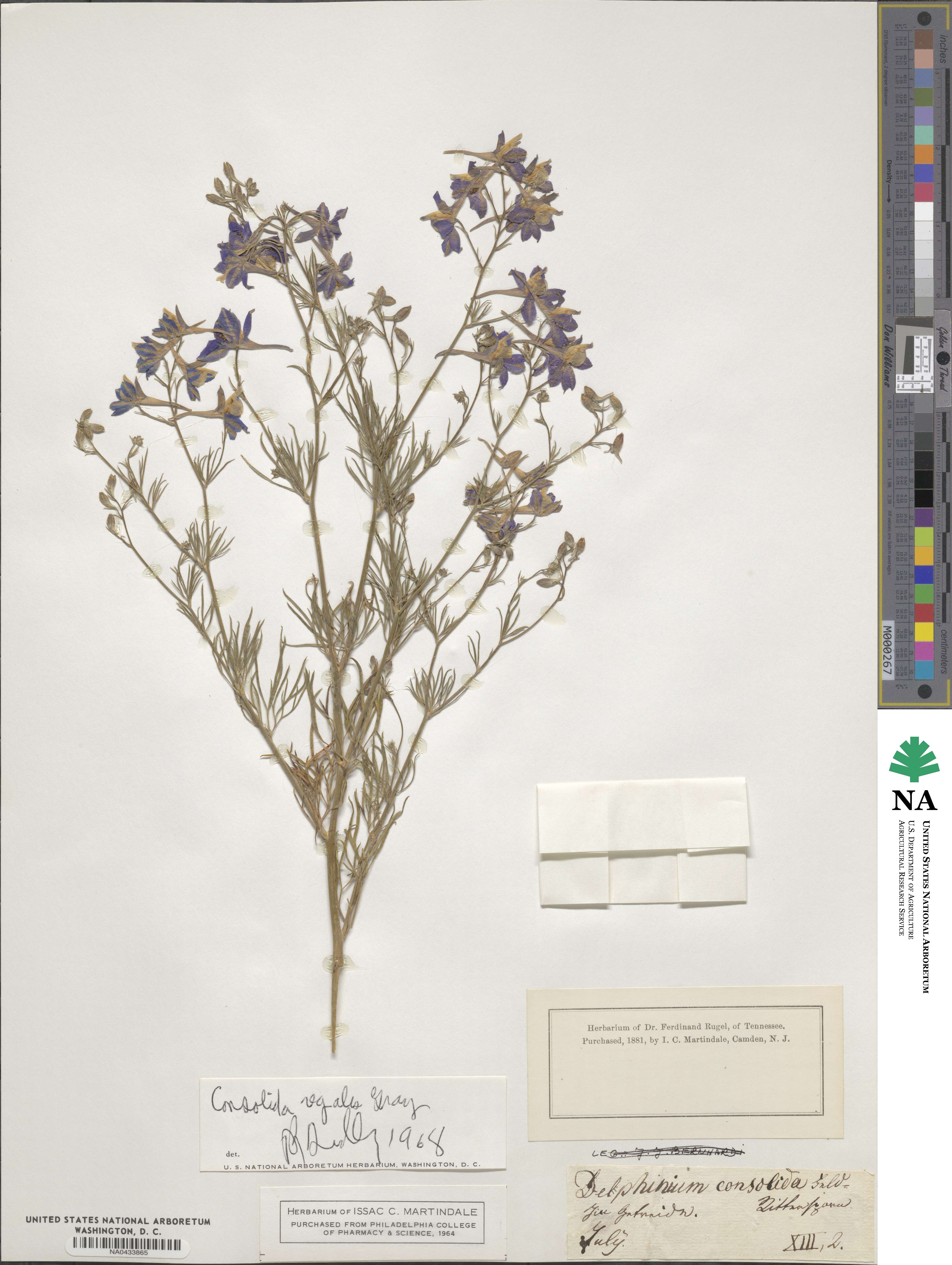 Delphinium consolida image
