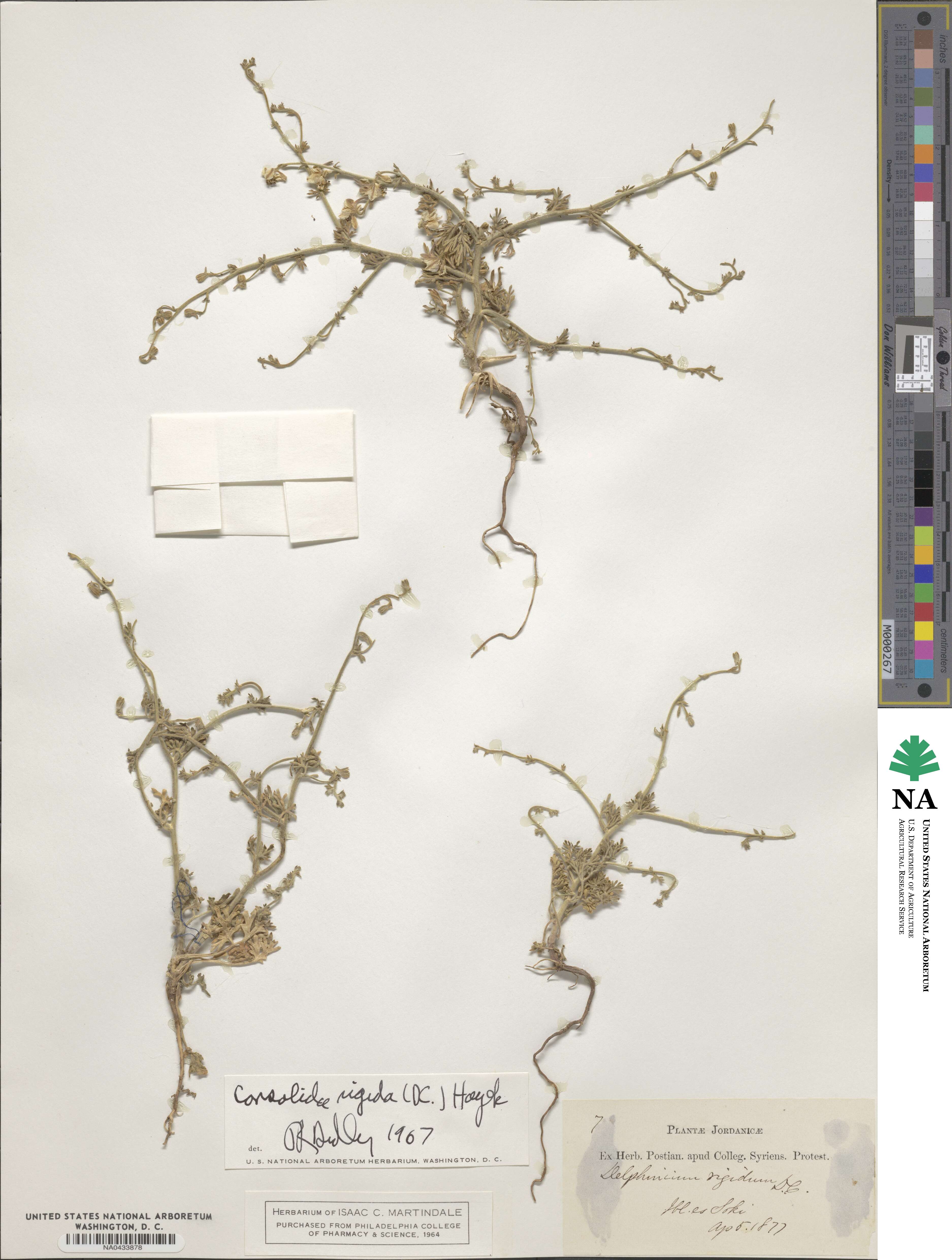 Delphinium incanum image