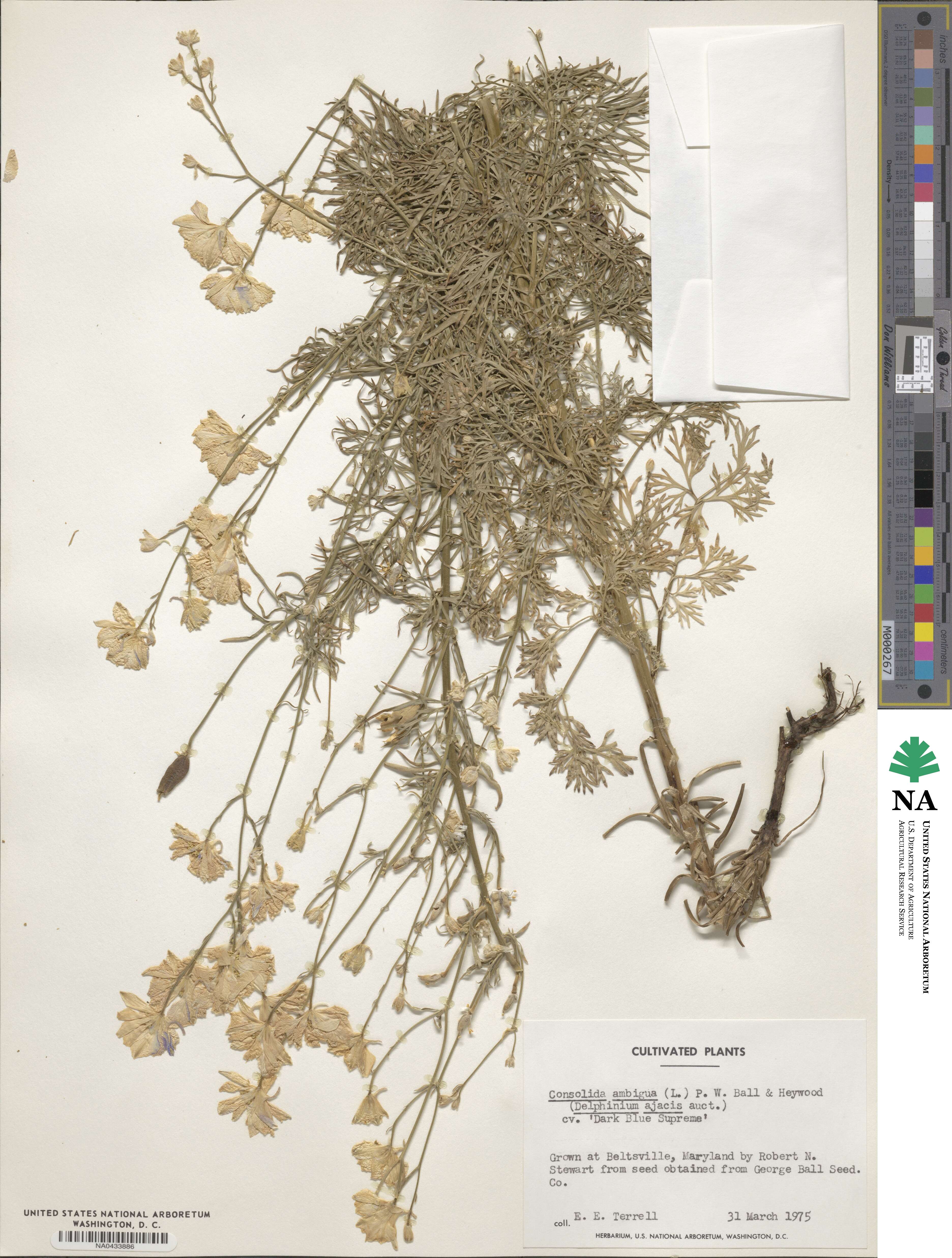Delphinium ajacis image