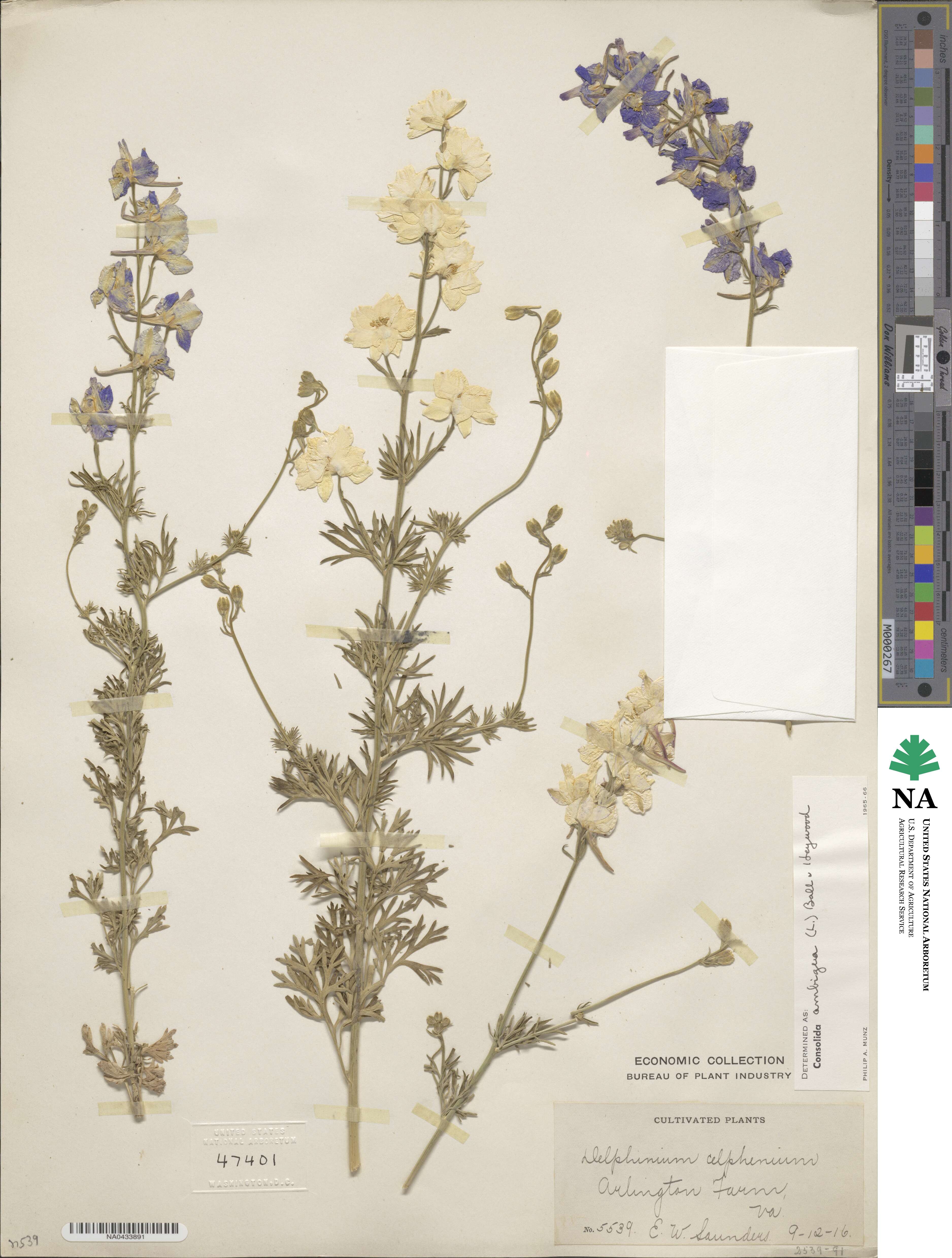 Delphinium ajacis image