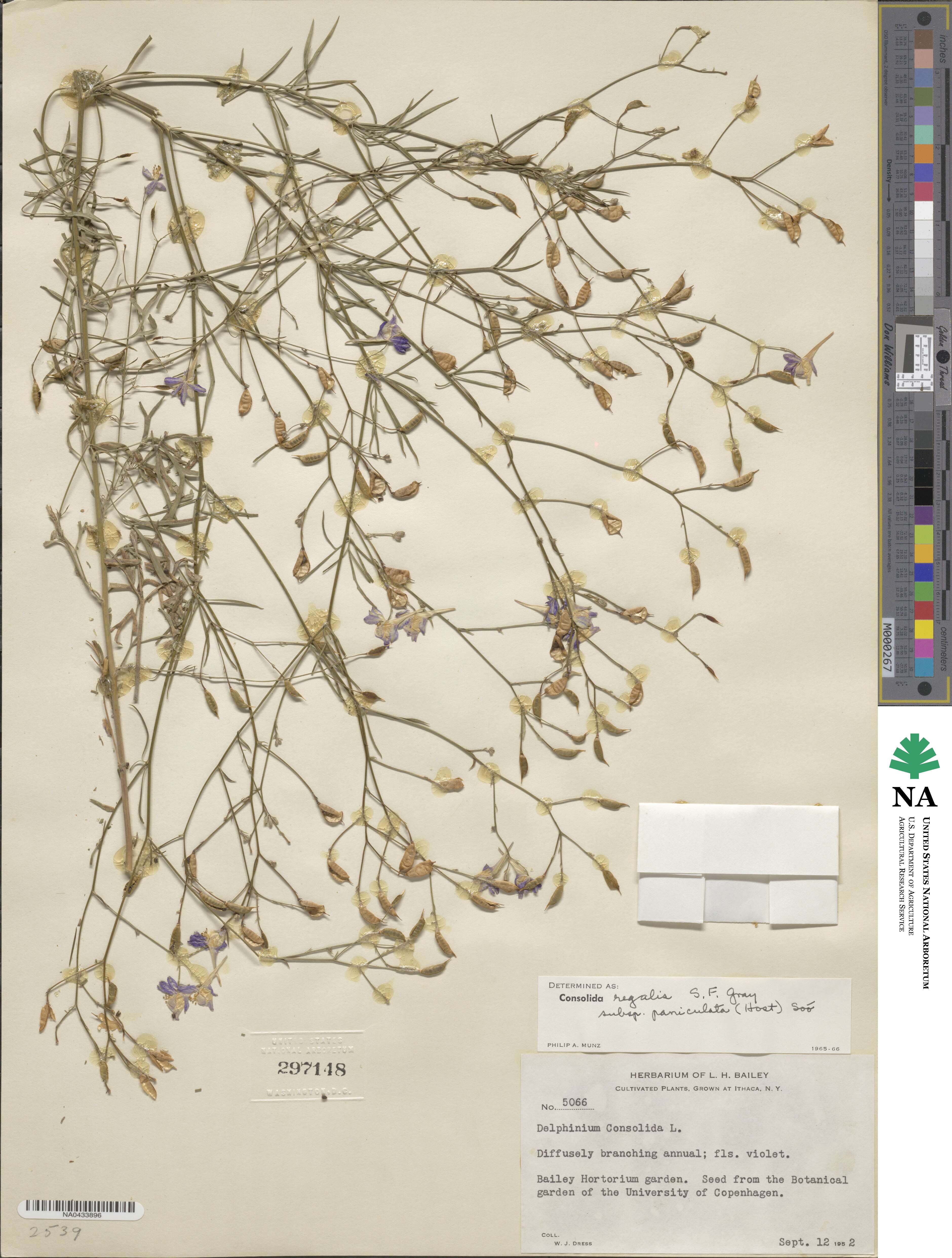 Delphinium consolida subsp. paniculatum image