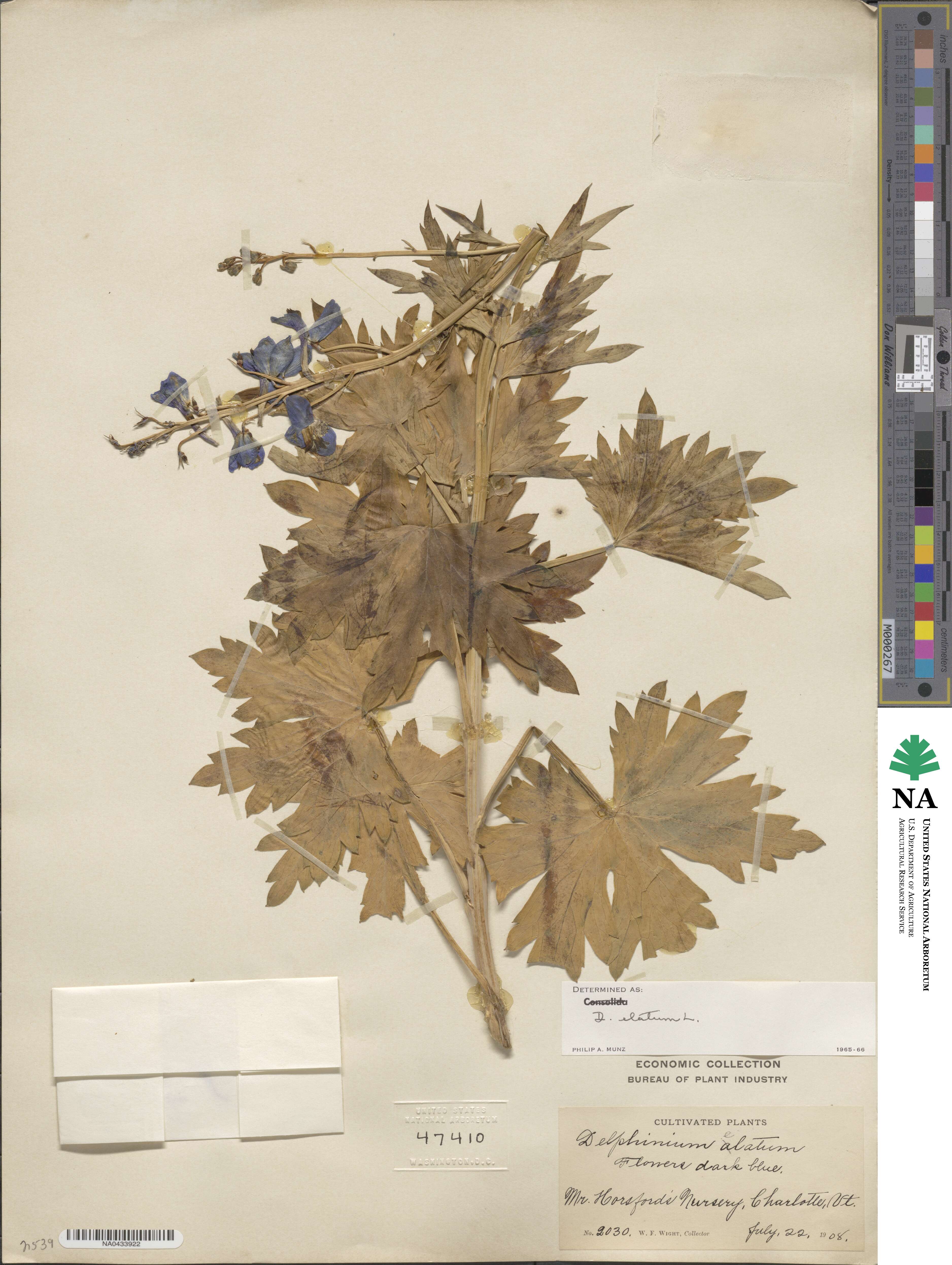 Delphinium elatum image