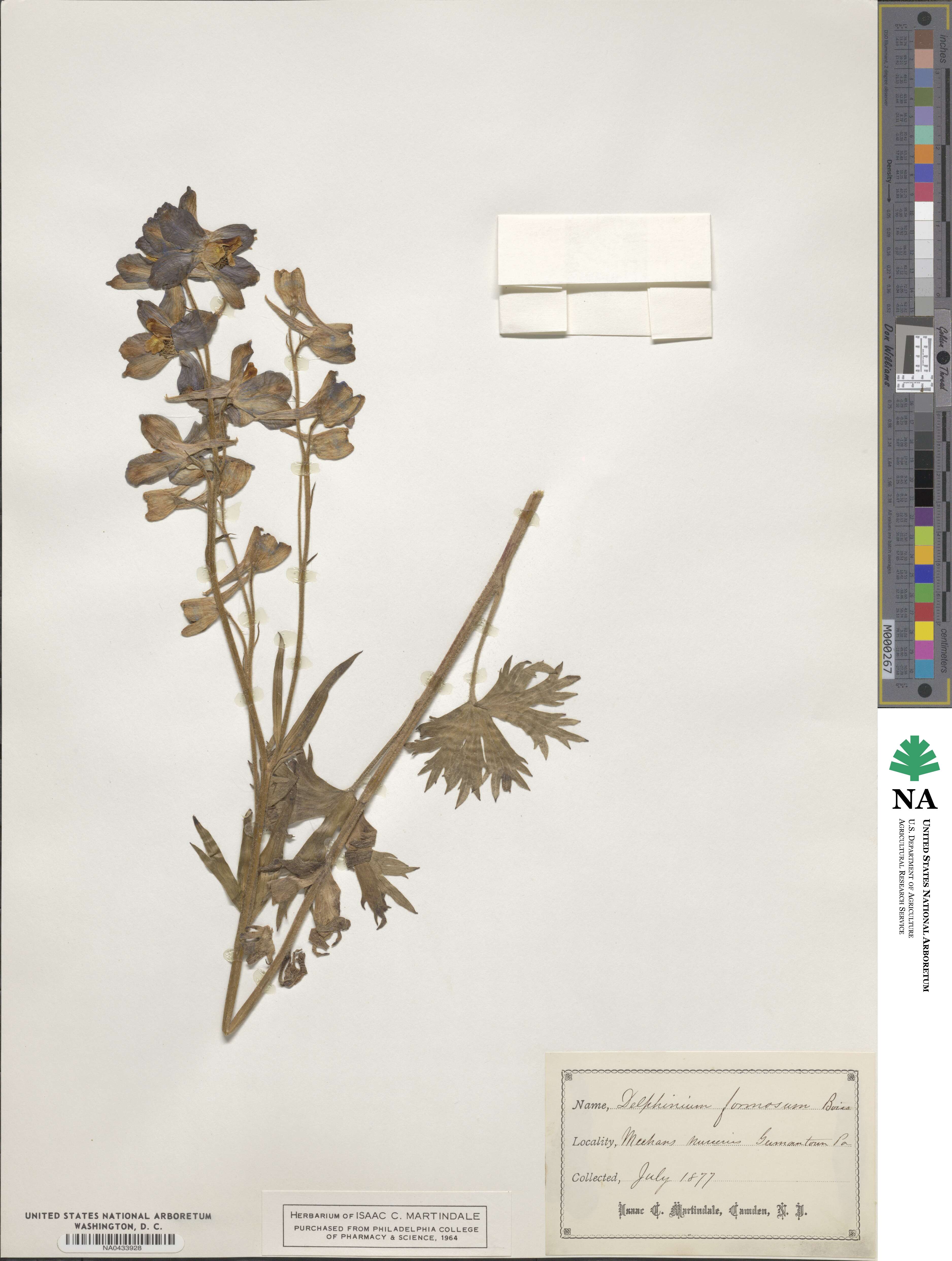 Delphinium formosum image