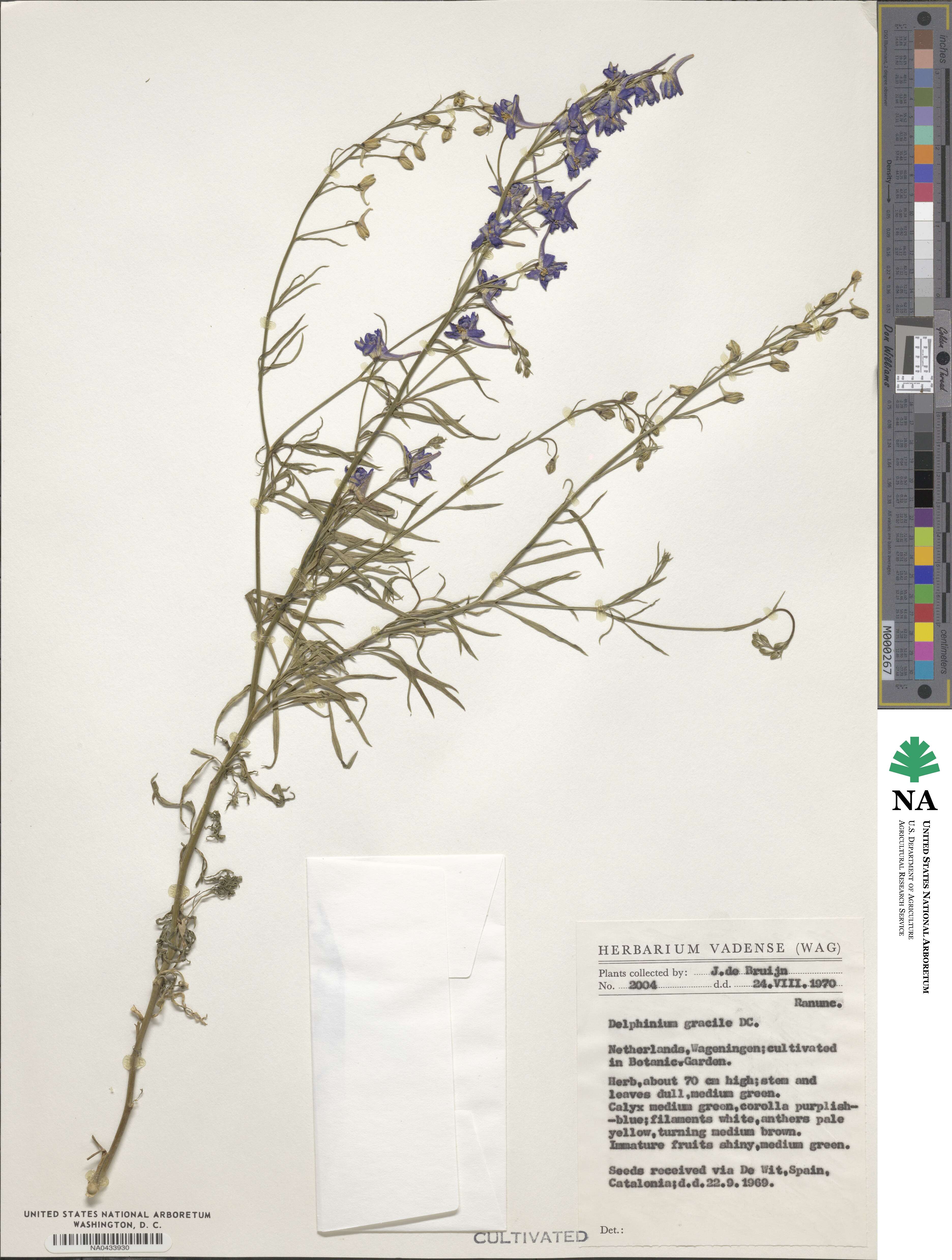 Delphinium gracile image