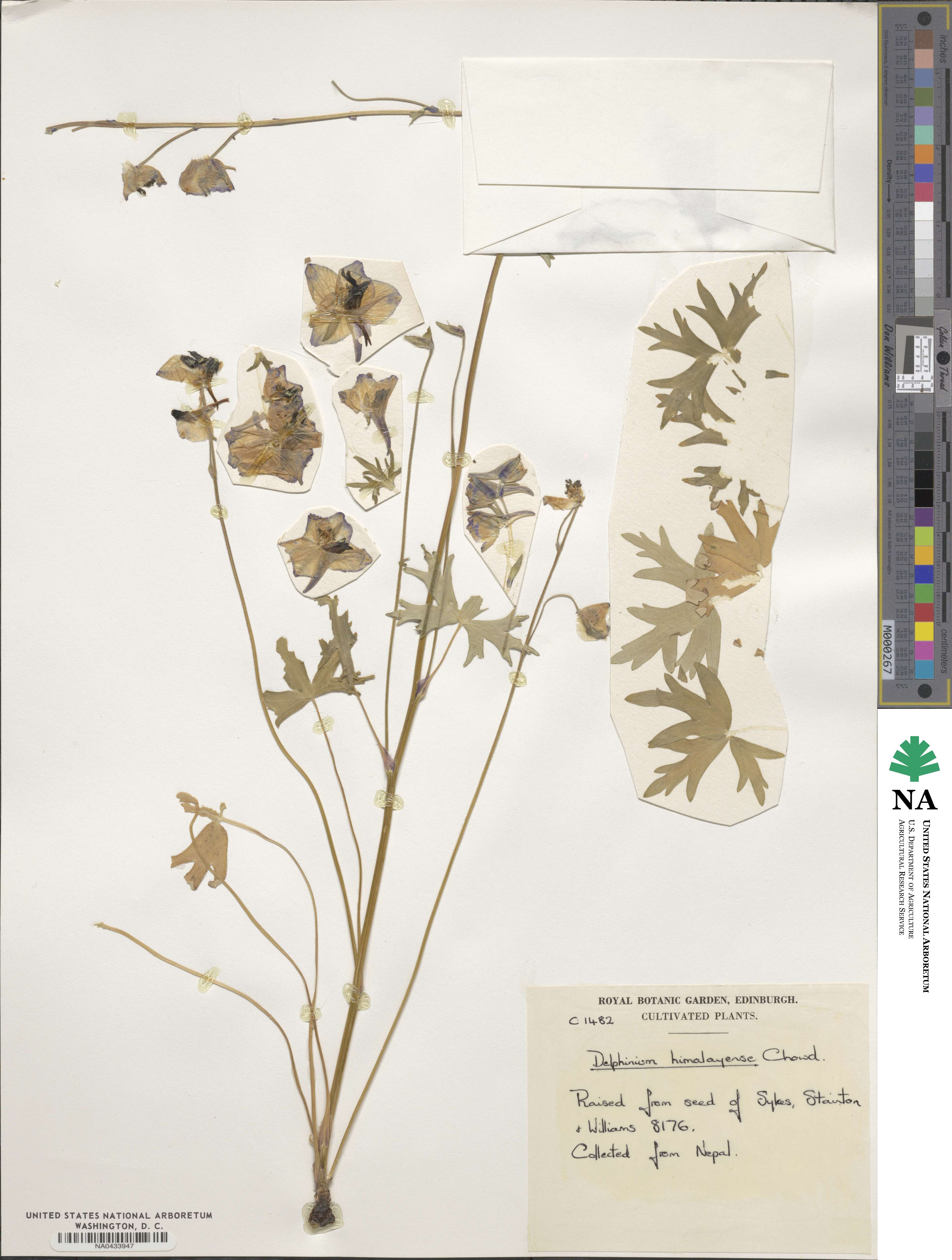 Delphinium himalayae image