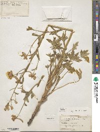 Delphinium leroyi image