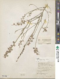 Delphinium peregrinum image
