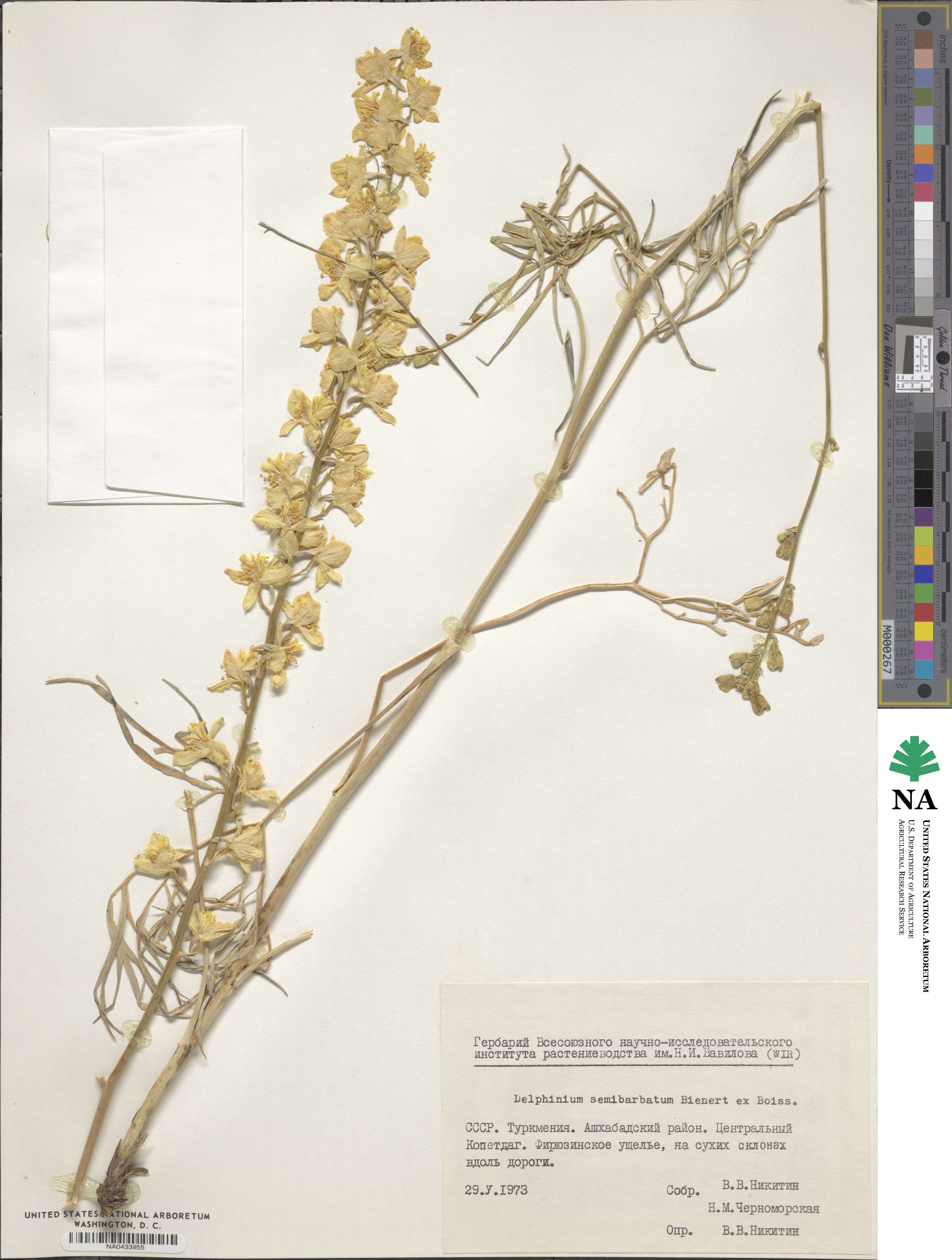 Delphinium semibarbatum image